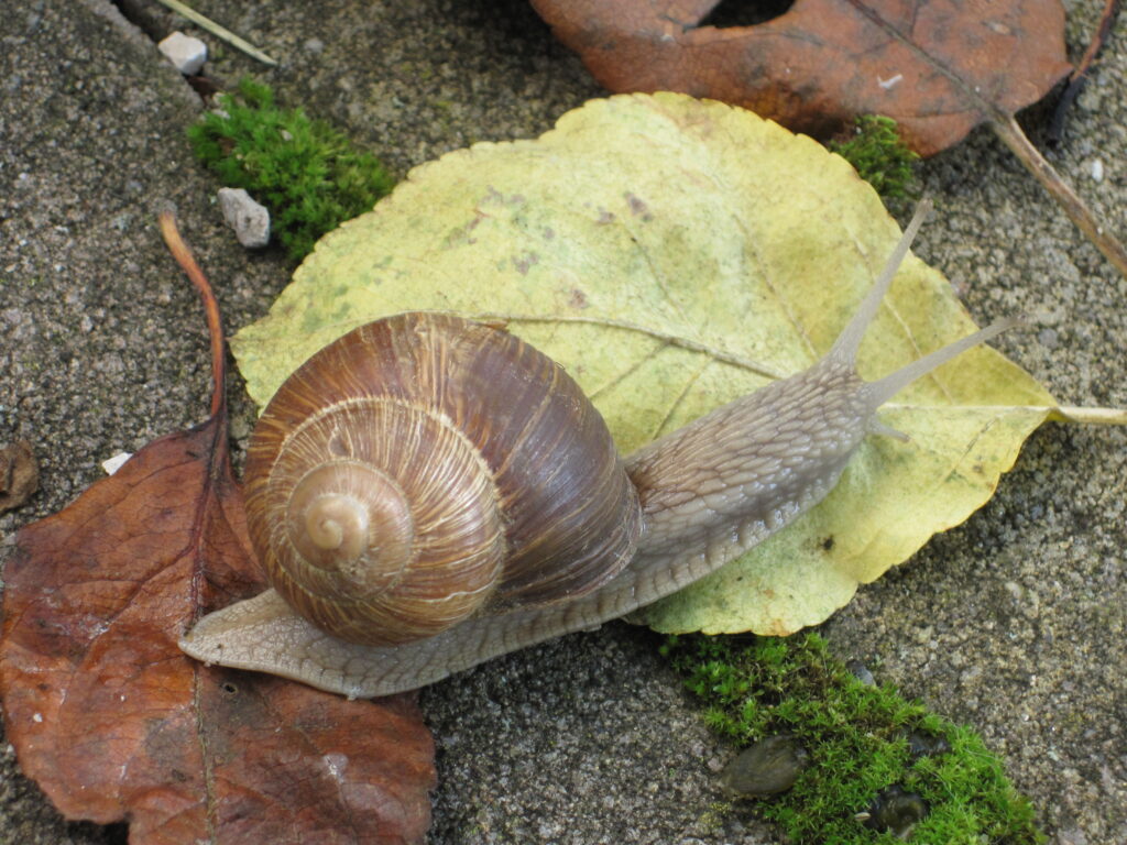 Schnecke
