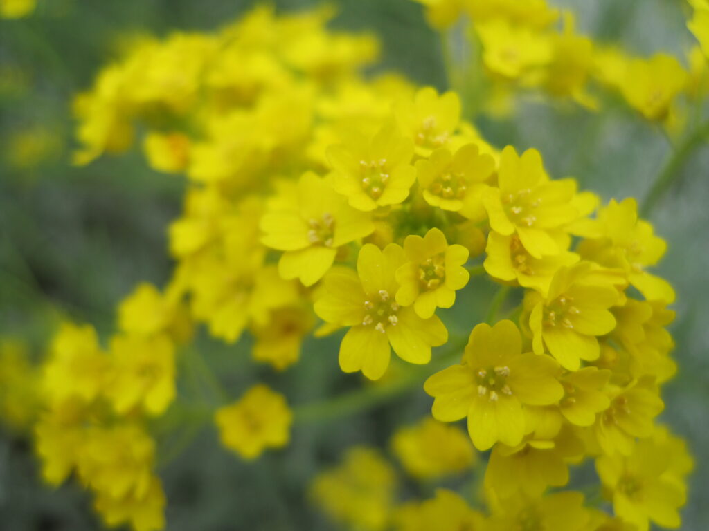 gelb Blume Frühling Frühsommer Muttertag