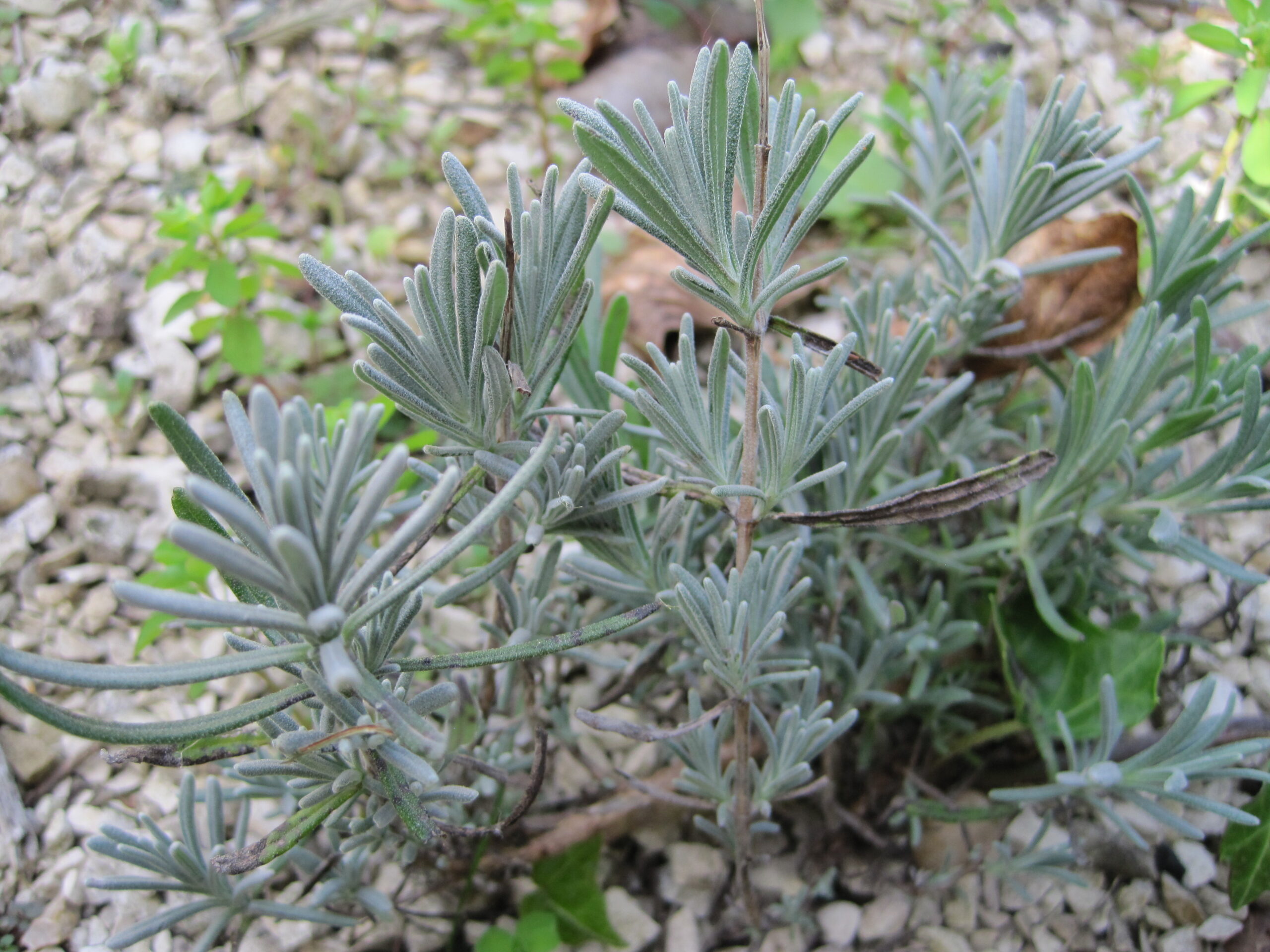 Lavendel