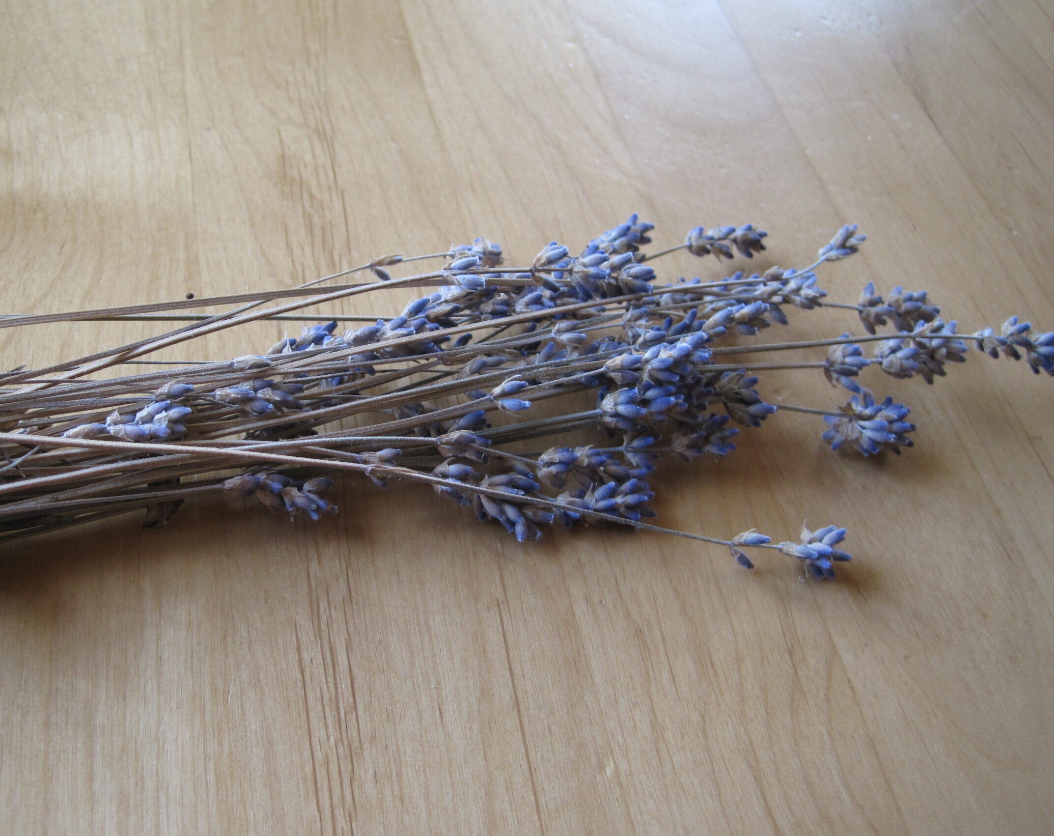Lavendel